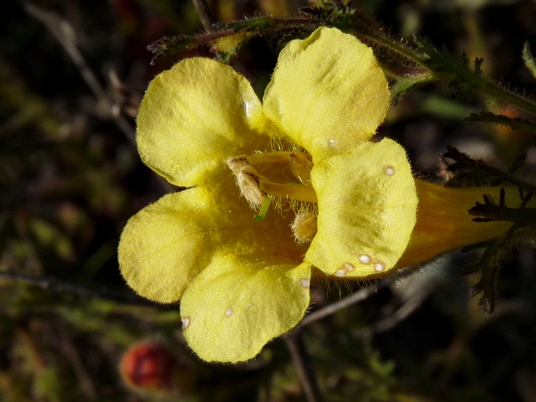 {Aureolaria pectinata}